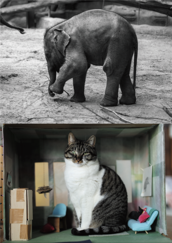 Charlotte Dumas “Entendue / The Brush in Your Hand”